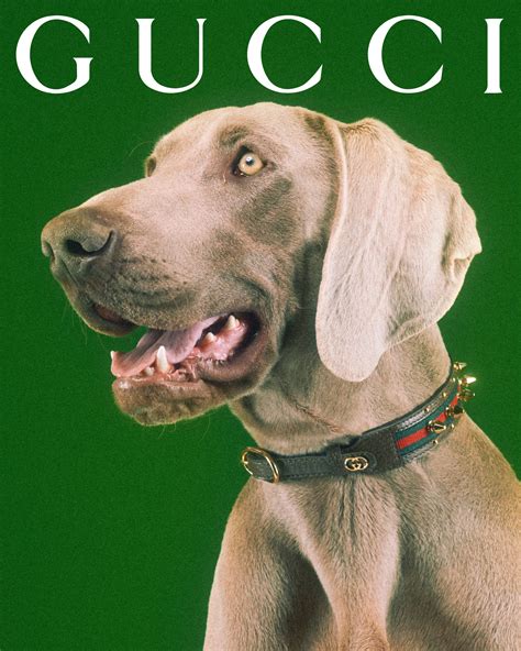 gucci colgone for pets|Gucci dog leashes.